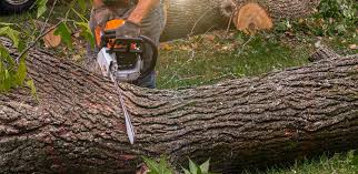  , USA Tree Care Services Pros